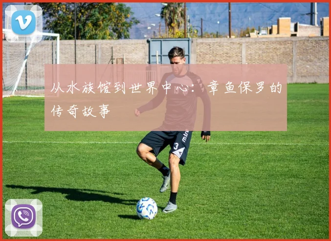从水族馆到世界中心：章鱼保罗的传奇故事